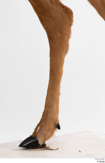 European roe deer leg 0036.jpg